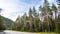 Default 1465312859 pine forest in norway