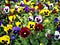 colorful-pansy-flowers-675x506