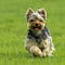 Yorkshire terrier by whoof-whoof