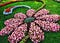 Blumen-Geformte Blumen-Garten-Layout