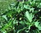 Jimson Weed