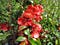 Japanese-Flowering-Quince-675x506