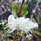 original-scented-bush-winter-honeysuckle-675x675