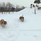 Watch an Ambush of Tigers Rip a Drone Out of the Sky and Then Eat It