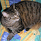 Interesting Data Science Application: Steganography