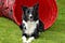 Border Collie