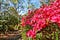 Green spaces in London - Isabella plantation
