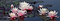 Night-Bloom-Water-Lilies-2-675x241