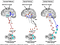 Brain: comunicación cerebro a cerebro crea 1 súper cerebro en Internet