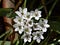 Snowdrop-flowers-2-675x506