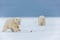Polar bear cubs chasing a leaf 