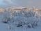 A landscape photo of snow covered trees in Scandinavian Lapland.