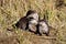 River otter family on bank