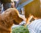 Cannabis products are moving into pet industries too! Your furry friend can now also reap the benefits of cannabis.