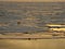Polar bear on sea ice with sunset glow