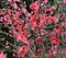 Flowering-Quince-bush-675x600