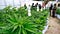 Resultado de imagen para No funcionarán proyectos de cannabis medicinal en Uruguay