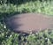 muddy-pond