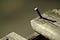 Tackle Today: If all you have is a hammer… (Image by deean from Pixabay)