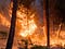flames consume a stand of trees in a forest fire