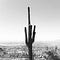 Cactus Arizona