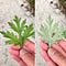 Mugwort — The wild edible and recipes - Mei Wong - Medium