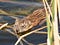 A brown animal with wet fur swims in water, with long green and brown leaves floating and growing upward.