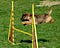 It’s me as a dog overcoming all the roadblocks.