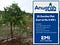 Tree Plantation at ABKV-1
