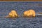 Two polar bear cubs splash through shallow water.