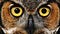 Aaron Umen owl