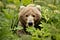 Kodiak brown bear looking directly at the camera