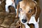 how to teach a dog to stay down