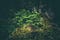 small sapling in mossy forest