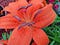 Bright orange lilies, with raindrops sprinkled on their petals.