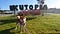 A Shiba dog standing on grass in front of a sign that reads “Ikutopia”