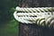 A thick, white rope around a tree, held in place tightly by a strong knot.