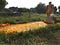 Grave of P.V. Venkat dressed in bright yellow-and-orange genda flowers. Agra