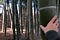 Picture of my hand on a huge bamboo, not being able to cover (read, handle) the bamboo at all.
