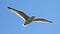 a soaring bird against a blue sky
