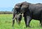 A black elephant standing in a field of grass