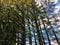 Looking up at the sky through a forest of trees.