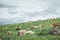 Brown and white cattle grazing in the long grass on a lush hillside on a cloudy day.