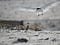 an adult black and white tern flies over to its chick who has its wings outstretched