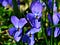 Once, We Saw Purple
