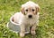 Tips for puppy training does not include sitting in a feed bowl as this puppy is.