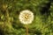 photo of a dandelion where the background seems to spin. illustrates how artists can use the swirly bokeh to their advantage