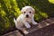 Golden Retriever Puppy — outside for the first time and looking cute