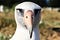 Closeup of albatross head