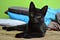 a brave little black cat ready to sahre cat wisdom with the world